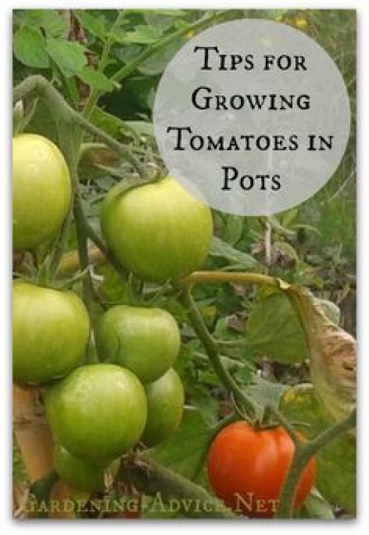 How to care for tomato plant in pot information