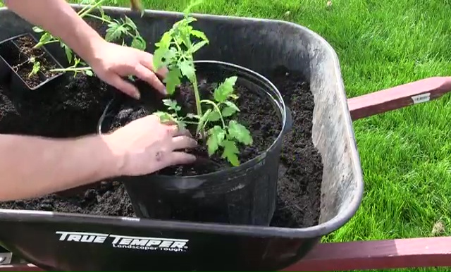 How to Grow Tomatoes in Container 11
