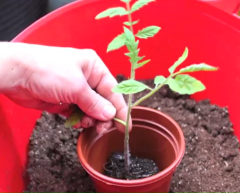 How to grow tomatoes step by step (12)