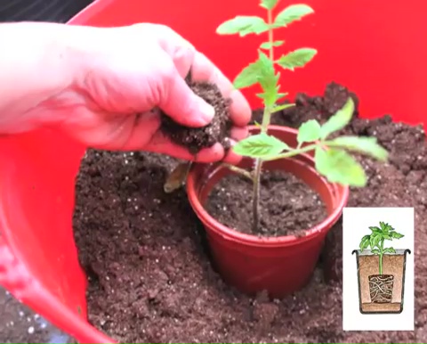 How to grow tomatoes step by step (13)