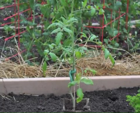 How to grow tomatoes step by step (15)