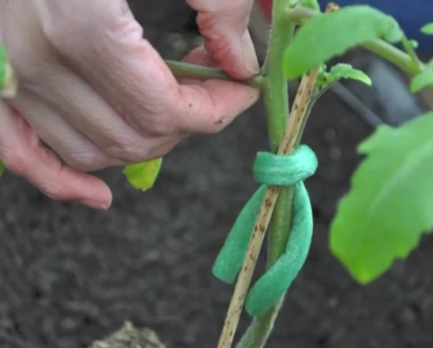 how to grow sweet potatoes in bags