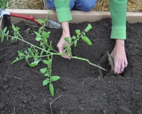 How to grow tomatoes step by step (17)
