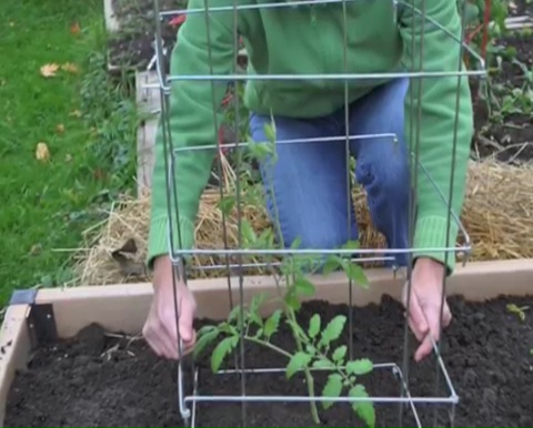 How to grow tomatoes step by step (19)