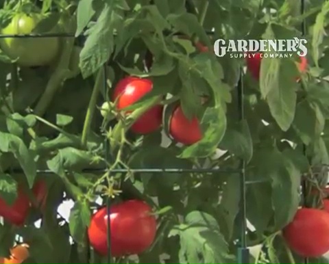 How to grow tomatoes step by step (20)