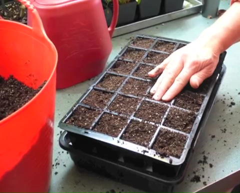 How to grow tomatoes step by step (3)