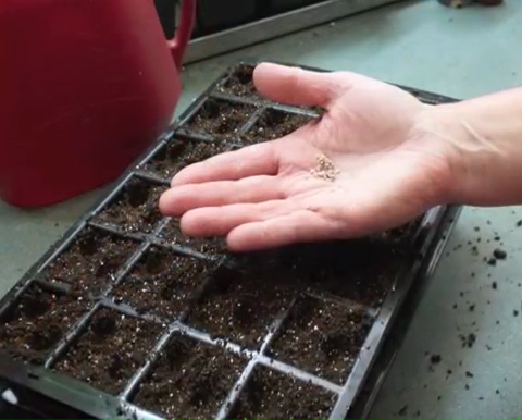 How to grow tomatoes step by step (5)