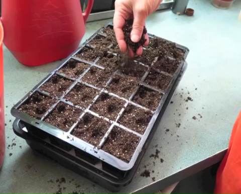 How to grow tomatoes step by step (7)