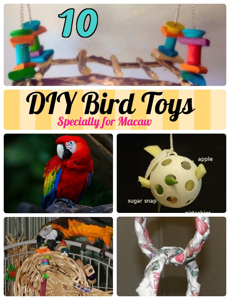 Diy cockatoo outlet toys