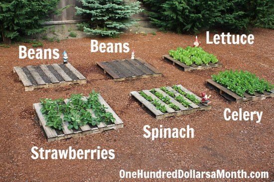 Pallet Garden Bed idea