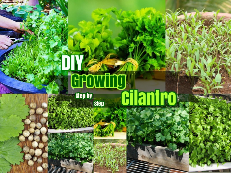 DIY Growing Cilantro Corriander Leaves step by step