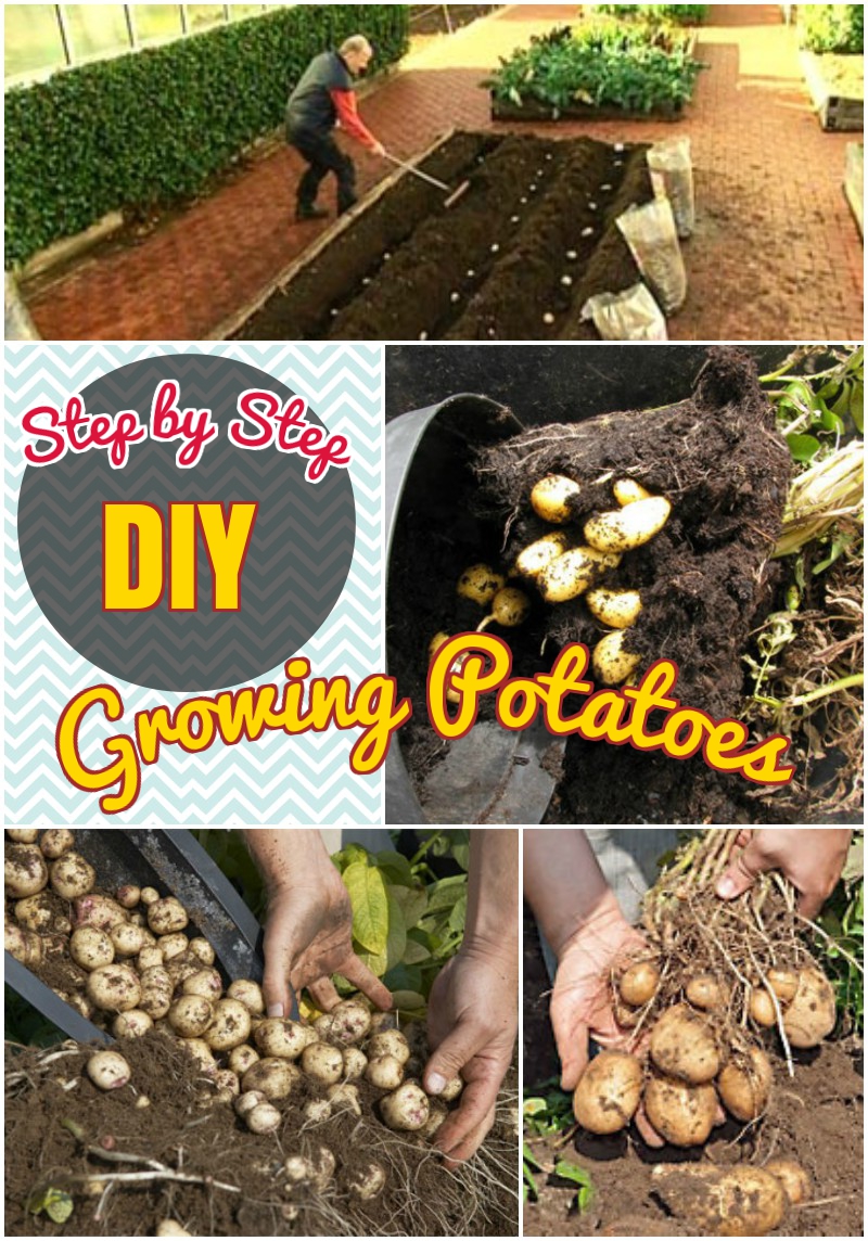 DIY growing  potatoes