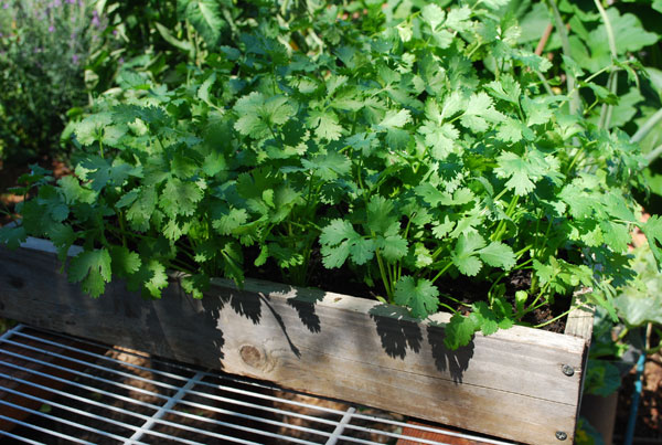 Growing Cilantro herb garden ideas (1)