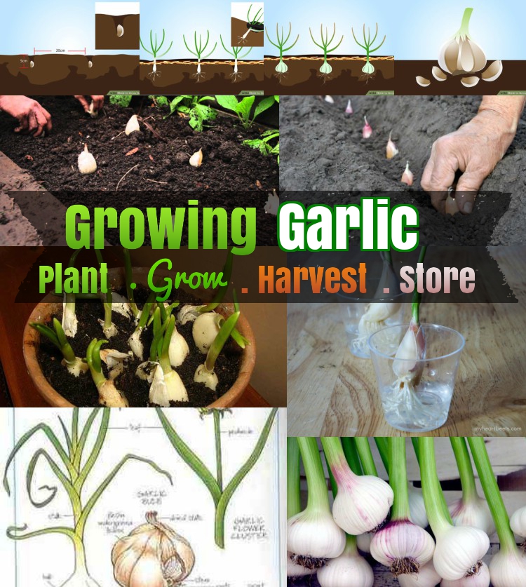 Growing Garlic How to grow Garlic cultivate harvest and store