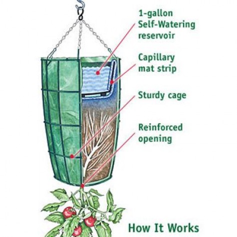 Growing-Tomatoes-Upside-Down