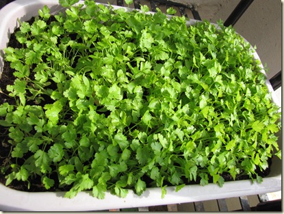 Growing cilantro in your garden