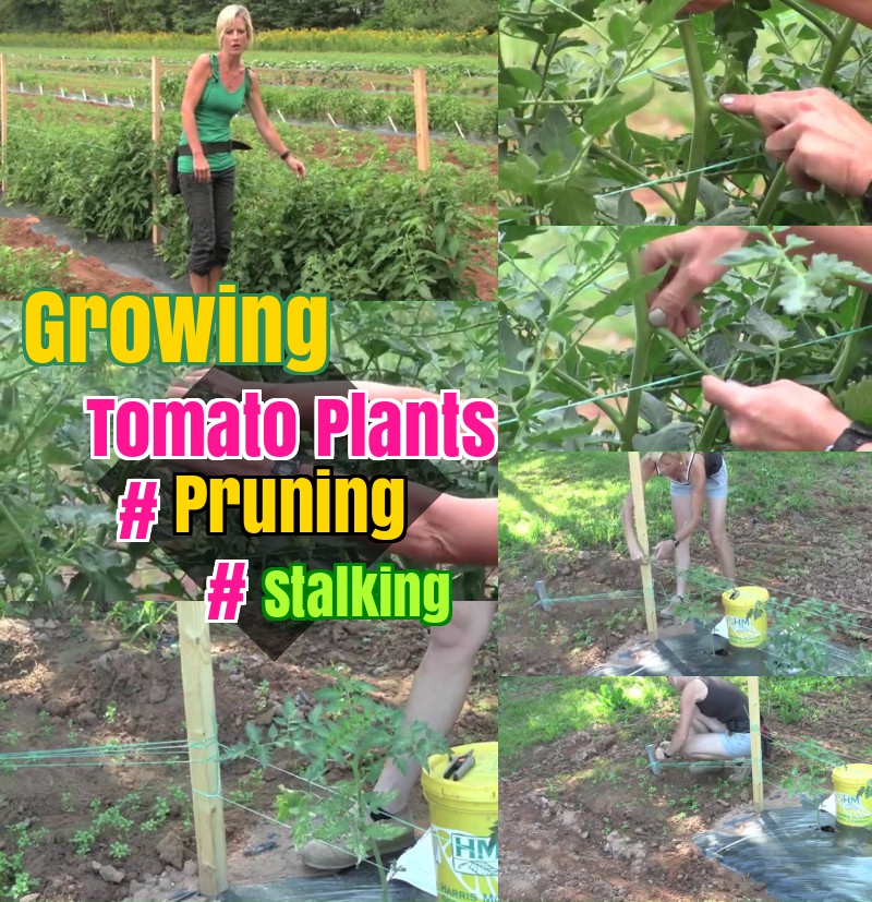 Growing tomato plants pruning and stalking