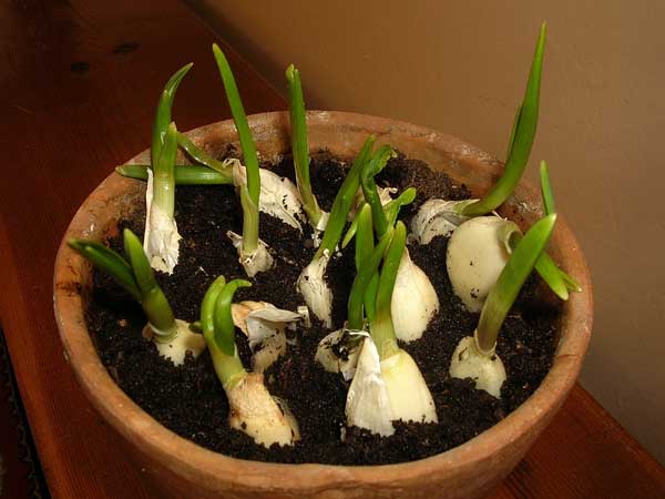 How to garlic in pots