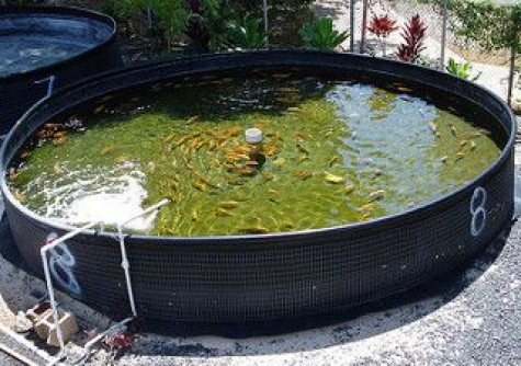 DIY Water Garden Ideas: #54 Pond Garden Ideas and Design ...