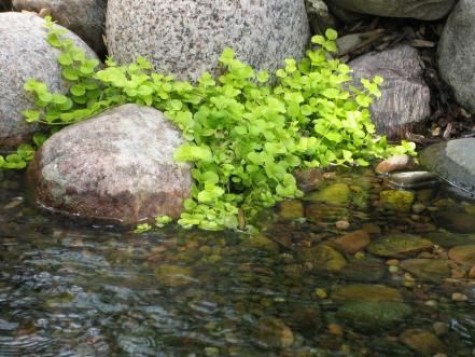 Water-Garden-Pond-Plant-Ideas