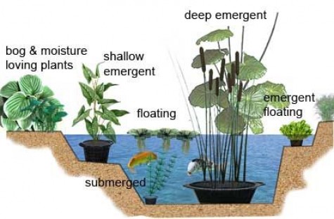 aquatic garden ideas