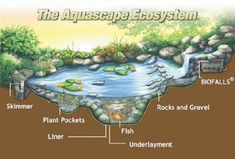 Water-Garden-Pond-Plant-Ideas