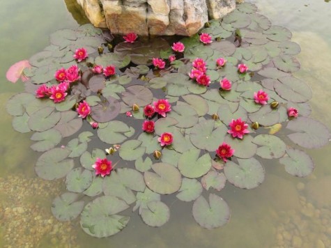 Water-Garden-Pond-Plant-Ideas