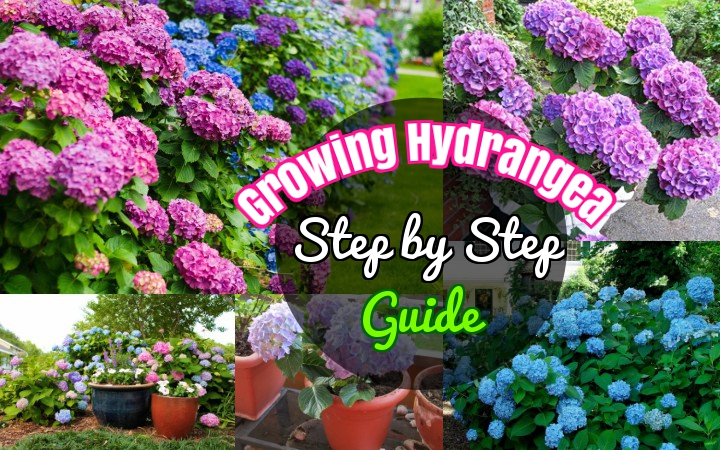 Growing Hydrangea (2)