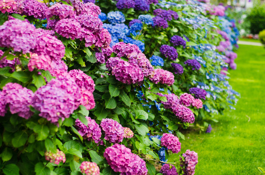 Diy Growing Hydrangeas How To Grow Hydrangea Tutorial And Care