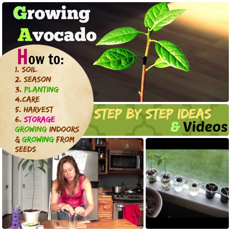 Growing Avocado How to grow avocado step by step