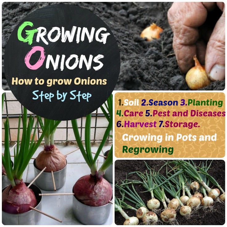 Growing Onions how to grow onions step by step