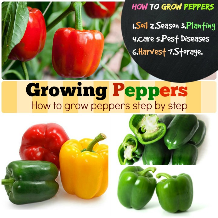 Growing Peppers How to grow peppers step by step