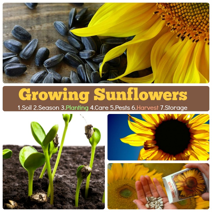 Tips and Tricks: Stuffy Sunflower Guide