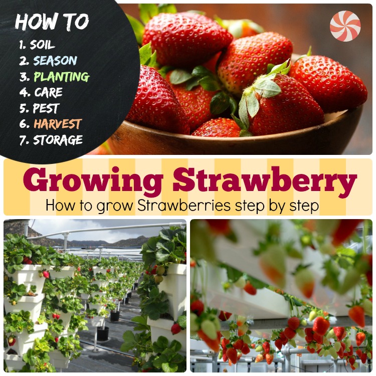 Growing Strawberry 7 How to Grow Strawberries Step by Step