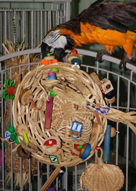 DIY-macaw-toy