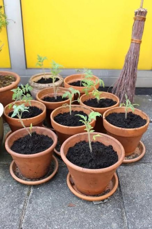 Growing-Tomatoes-in-pots