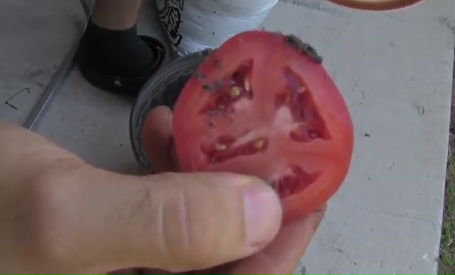 Growing tomatoes from seeds easy way (4)