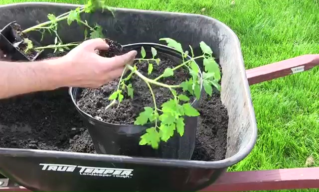 How to Grow Tomatoes in Container 10