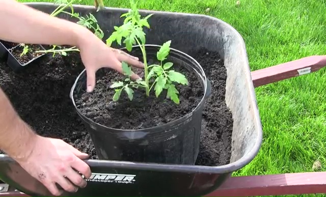 How to Grow Tomatoes in Container 12