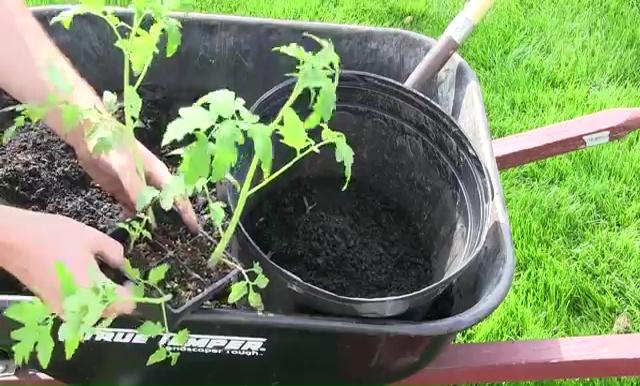 How to Grow Tomatoes in Container 6