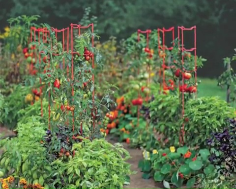How to grow tomatoes step by step (1)
