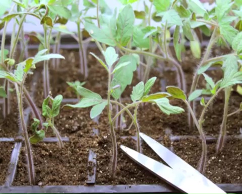 How to grow tomatoes step by step (10)