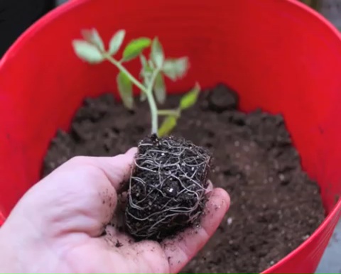 How to grow tomatoes step by step (11)
