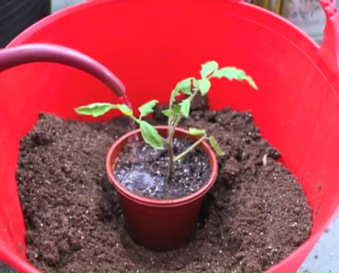How to grow tomatoes step by step (14)
