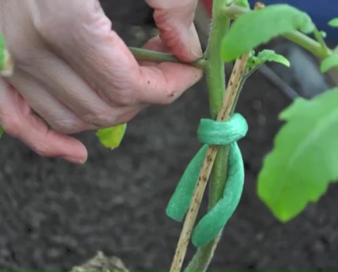 How to grow tomatoes step by step (16)
