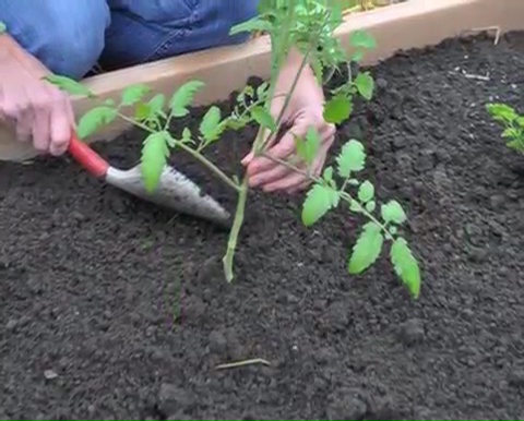 How to grow tomatoes step by step (18)