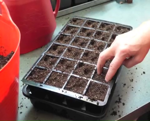 How to grow tomatoes step by step (4)