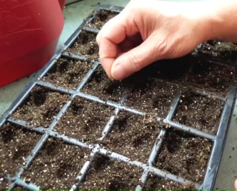 How to grow tomatoes step by step (6)