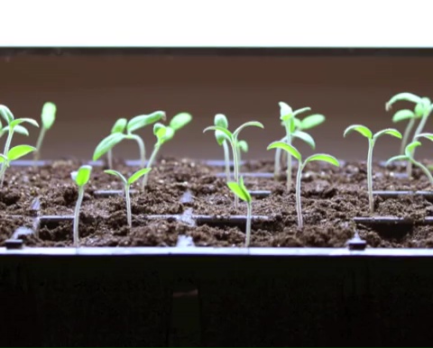 How to grow tomatoes step by step (9)
