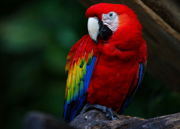 macaw-scarlet